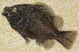 Detailed Fossil Fish (Cockerellites) - Wyoming #370862-1